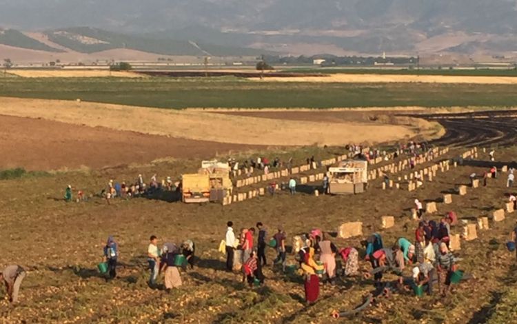 2017 Gaziantep Patates Hasat Görüntüleri