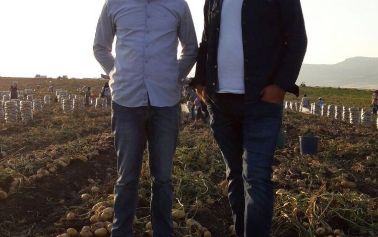 2017 Gaziantep Patates Hasat Görüntüleri