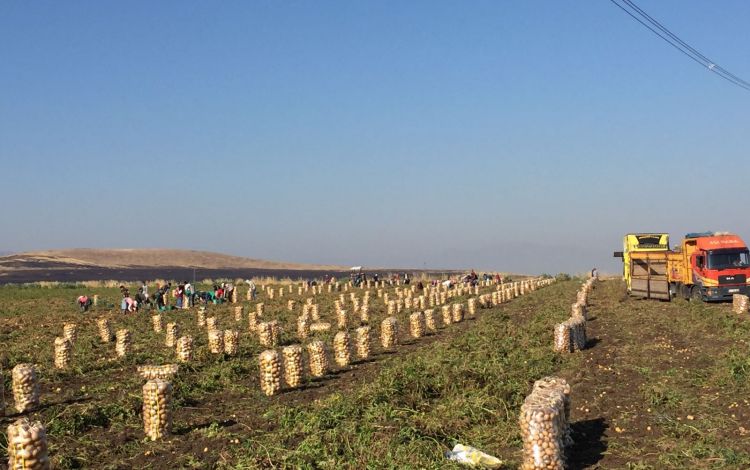 2017 Gaziantep Patates Hasat Görüntüleri