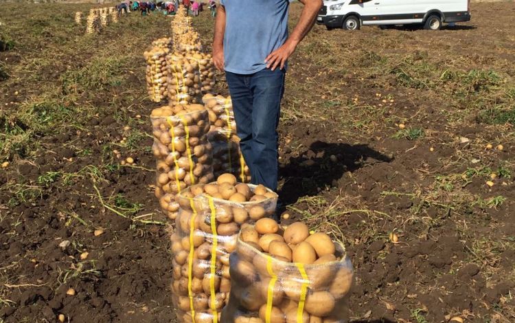 2017 Gaziantep Patates Hasat Görüntüleri