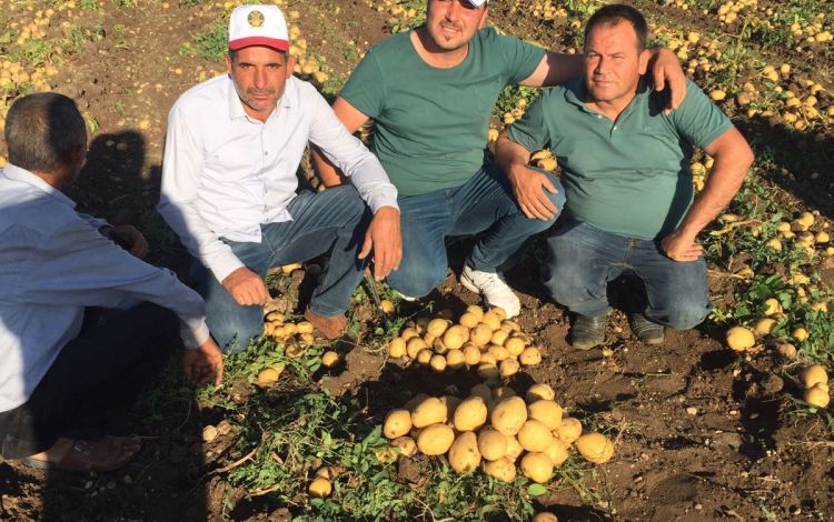 2017 Gaziantep Patates Hasat Görüntüleri
