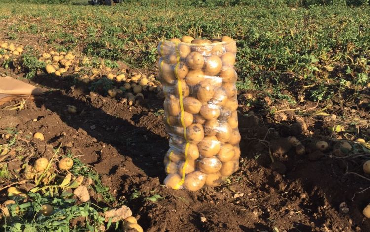 2017 Gaziantep Patates Hasat Görüntüleri