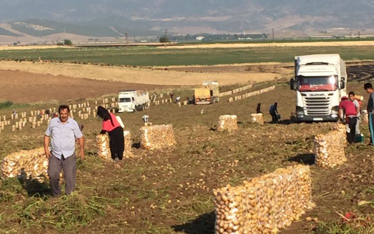 2017 Gaziantep Patates Hasat Görüntüleri