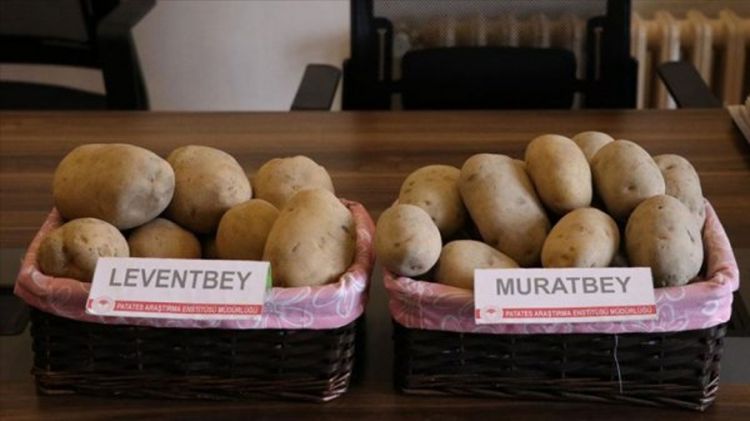 Niğde, geliştirdiği 2 patates tohumunu satışa sundu