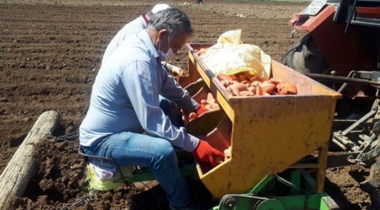Kütahya Emet İlçesinde Koronavirüse rağmen patates ekimleri sürüyor.