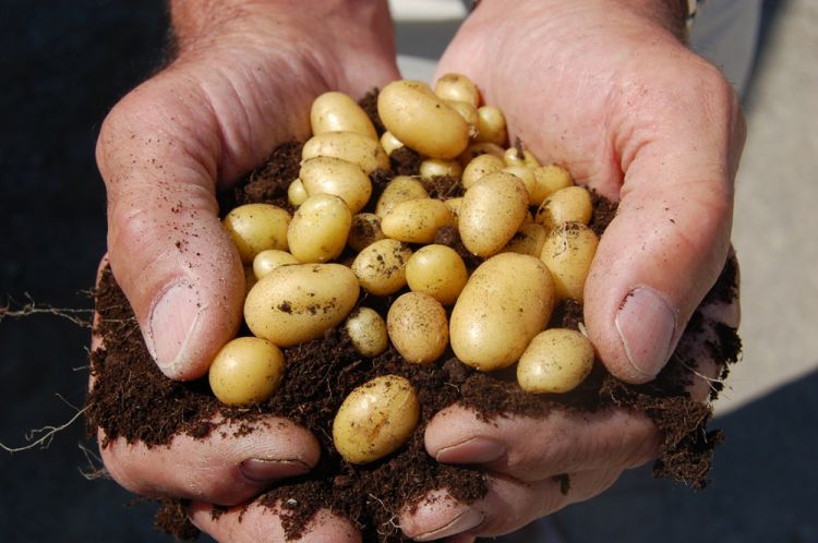 Yerli patates tohumu üretimi başlıyor
