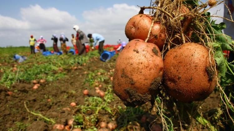 Patates Hastalığı