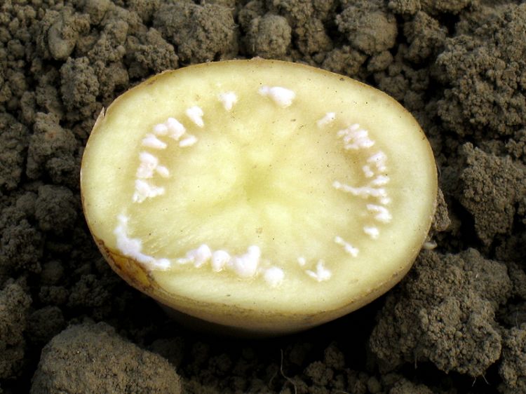 Bakteriyel Solgunluk (Kahverengi Çürüklük)