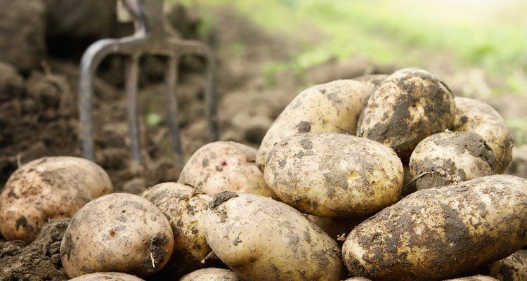 Patates ithalat endişesi