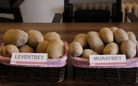 Niğde, geliştirdiği 2 patates tohumunu satışa sundu