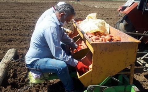 Kütahya Emet İlçesinde Koronavirüse rağmen patates ekimleri sürüyor.