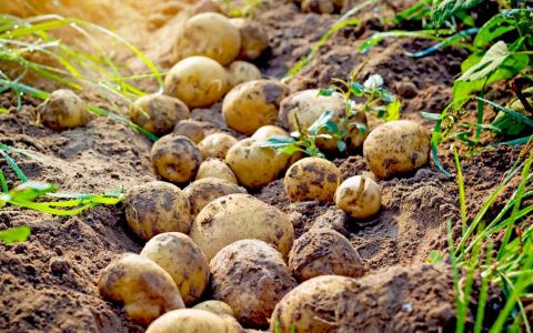 Nevşehir'de Patates çiftçisine destekleme ödemeleri hesaba yattı  